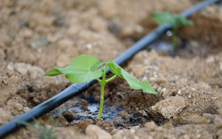 drip irrigation